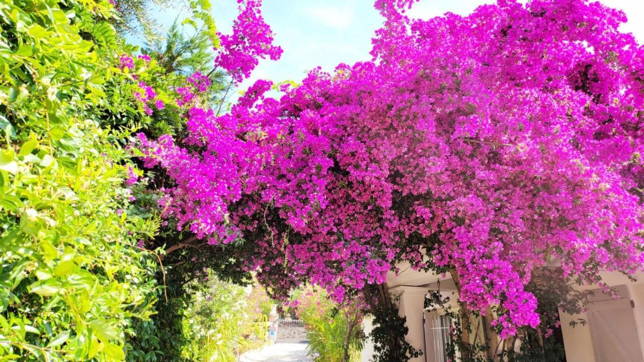 Villa Provencale A Sainte Maxime, Golf De Saint Tropez Eksteriør billede