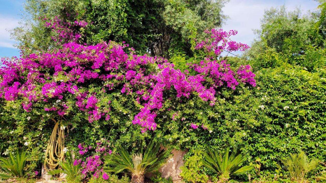 Villa Provencale A Sainte Maxime, Golf De Saint Tropez Eksteriør billede